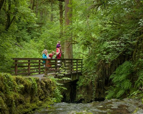 Take a hike through Portland's neighborhoods and trails or in the nearby gorge. Forest Park Portland, Portland Hikes, Portland Neighborhoods, Oregon Forest, Portland Travel, Portland City, Multnomah Falls, Hiking Spots, Pacific Nw