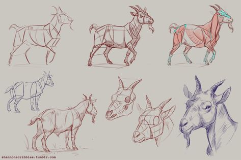 How to draw goats! Specifically pygmy goats. ;] Sheep Anatomy Drawing, Goat Skull Art, Goats Drawing, Goat Drawing, Pygmy Goats, Goat Art, Pygmy Goat, Draw Animals, Nature Sketch