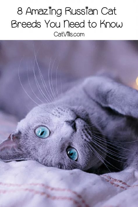 8 Amazing Russian Cat Breeds You Need to Know Russian White Cat, Hairless Kitten, Cat Breeds Hypoallergenic, Russian Blue Kitten, Siberian Forest, Russian Cat, Hypoallergenic Cats, Cat Allergies, Russian Blue Cat