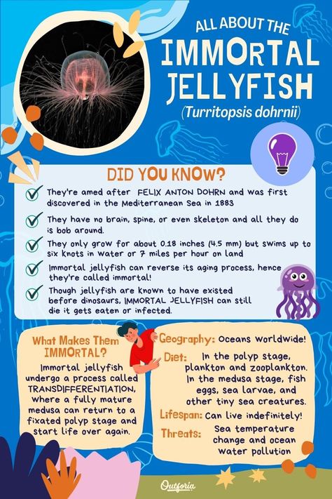 World Jellyfish Day, Jelly Fish Facts, Jellyfish Meaning, Jellyfish Information, Jellyfish Things, Jellyfish Symbolism, Immortal Jellyfish, Types Of Jellyfish, Jellyfish Species