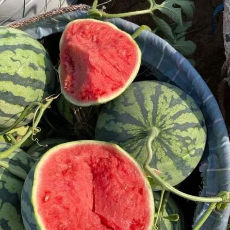 #fruits Watermelon Aesthetic, Patio Gardening, Easy Patio, Watermelon Drink, Fruit Picture, Watermelon Recipes, Fruit Plants, Secret Ingredient, Fruit And Veg