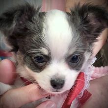 Lil Linda , a Blue & Tan Female Chihuahua Puppy 736600 | PuppySpot Blue Chihuahua, Chihuahua For Sale, Chihuahua Puppies For Sale, Baby Chihuahua, Apple Head, Chihuahua Puppy, Puppy For Sale, Chihuahua Puppies, New Puppy