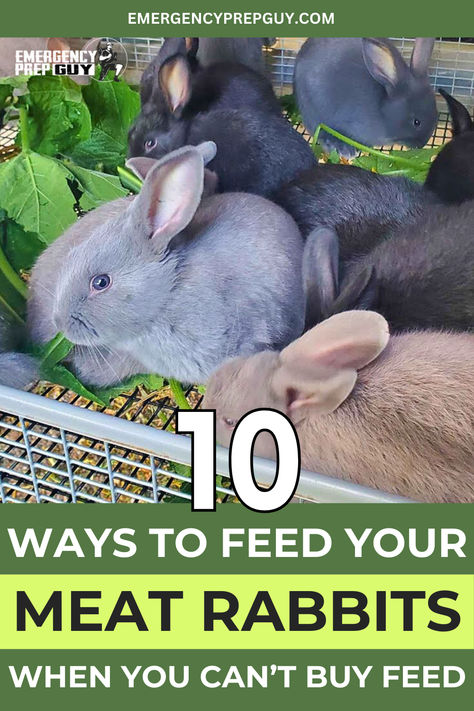 This image features several rabbits in a hutch, illustrating a feeding setup for backyard meat rabbits and tips for raising rabbits for meat when conventional feed is unavailable. Raising Bunnies For Meat, Raise Rabbits For Meat, Raising Meat Rabbits In A Colony, Growing Fodder For Rabbits, Meat Rabbit Colony, Homemade Rabbit Food, What To Feed Rabbits, Rabbits For Meat, Rabbit Pellets