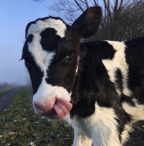 Farm Animal Painting, Bucking Bulls, Baby Farm Animals, Cow Pictures, Cute Wild Animals, Cute Animal Photos, Cute Cows, Happy Animals, Animal Photo