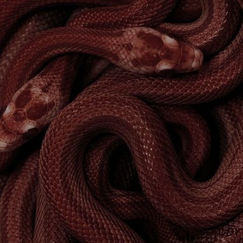 Red Snake Aesthetic, Deep Red Aesthetic, Red Goth Aesthetic, Maroon Aesthetic, Burgundy Aesthetic, Red Aesthetic Grunge, Snake Wallpaper, Red Snake, Red Icons:)