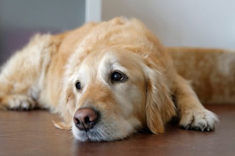 Dogs can feel sadness and they have tears, but the two aren't necessarily related. The post Do Dogs Cry? appeared first on Reader's Digest. Healthy Pet Treats, Dog Crying, Cat Diseases, Behavior Problems, Healthy Pets, Dog Obedience, Pet Treats, Golden Retrievers, Dog Behavior