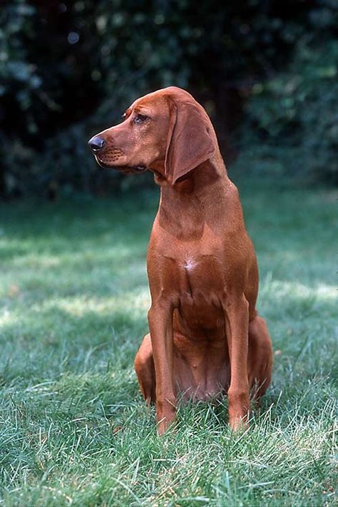 Redbone Coonhound Dog Breed Information Red Bone Coonhound, Coonhound Puppy, Hound Dog Breeds, Redbone Coonhound, Hound Dogs, Bluetick Coonhound, Red Bone, American Kennel Club, Large Dog Breeds