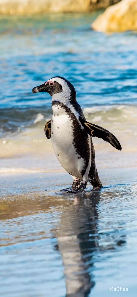 Penguins Photography, New Zealand Penguins, Penguin Wallpaper, Penguin Facts, Animal Writing, Majestic Birds, Penguin In Antarctica, Magellanic Penguin, Galapagos Penguin