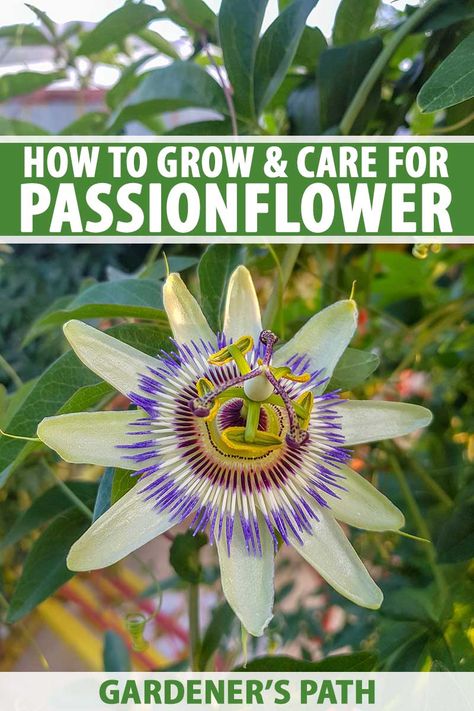 How to Grow and Care for Passionflower | Gardener’s Path Passionflower Vine, Passion Flower Plant, Passionfruit Vine, Passion Fruit Plant, Passion Vine, Vine Trellis, When To Plant, Outdoor Trellis, Garden Vines