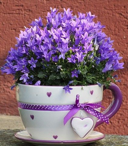 Orchid Plant Care, Dark Purple Flowers, Purple Plants, Small Flower Pots, Diy Flower Pots, Flower Meanings, Growing Roses, Wallpaper Nature Flowers, Flowers Art