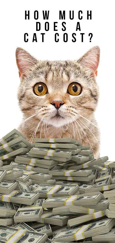 How Much Does A Cat Cost: The Price of Buying and Keeping a Cat Own A House, Cat Questions, First Time Cat Owner, Cat Ownership, Cat Ages, Himalayan Cat, Cat Sitter, 3 Cats, Top Cat