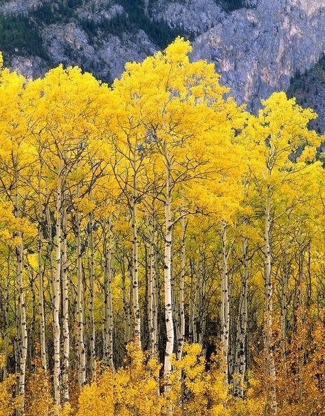 *🇨🇦 Aspen grove in autumn (Kananaskis Country, Alberta) by Alan Majchrowicz 🍂 Aspen Trees Tattoo, Trees Tattoo, 자작나무 그림, Aspen Trees Painting, Aspen Grove, Photography Inspiration Nature, Tattoos Mandala, Inspiration Nature, Summer Trees