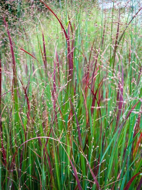 panicum ‘Heavy Metal’ Heather Gardens, Naturalistic Garden, Sacred Garden, Grass Garden, Perennial Grasses, Grasses Landscaping, Sun Garden, Red Baron, Planting Shrubs