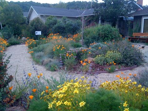 Native garden in spring Wildflower Garden Design, California Native Landscape, Drought Tolerant Landscape Front Yard, Lawn Alternative, Waterwise Landscaping, California Native Garden, Lawn Alternatives, Drought Tolerant Landscape, California Native Plants