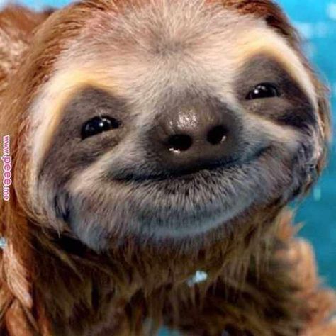 32 Hilarious And Silly Animals Baby Sloth Pictures, Cute Sloth Pictures, Smiling Animals, Funny Animal Photos, Baby Sloth, Cute Sloth, Pretty Animals, Silly Animals, Cute Wild Animals