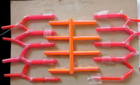 Sliding Filament Manipulative Model (the Z lines can be moved toward the M line through clear tape tunnels). Sliding Filament Theory Model, Sliding Filament Theory, Human Body Systems Projects, Body Systems Project, Muscular System Anatomy, Skeletal And Muscular System, Veterinary Nursing, Recycle Craft Projects, Human Body Structure