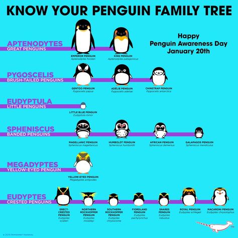 Know Your Penguin Family Tree Penguin Chart, Camo Tuxedo, Penguin Awareness Day, Macaroni Penguin, Galapagos Penguin, Humboldt Penguin, Magellanic Penguin, Penguin Species, African Penguin