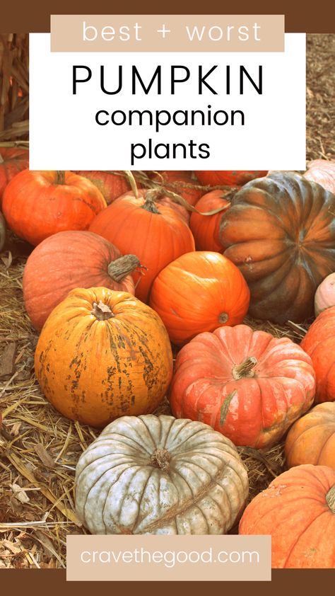 Squash Companion Plants, When To Plant Pumpkins, Hungry Pumpkin, Bean Trellis, Harvesting Potatoes, Companion Planting Chart, Planting Marigolds, Types Of Pumpkins, Pumpkin Vine