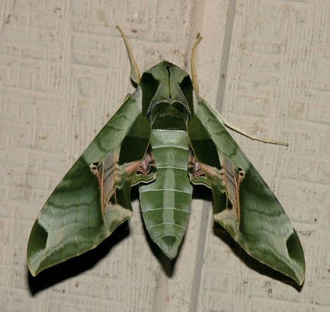 Sphinx Moth, Long Eared Owl, Eastern Bluebird, Plant A Garden, Animal Inspiration, No Thoughts, Weird Science, Wildlife Gardening, Gouache Art