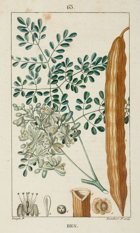 Moringa tree old botanical illustration Old Botanical Illustration, Moringa Tree, Skincare Packaging, Tree Illustration, Botanical Illustration