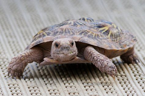 Pancake Tortoise Pancake Tortoise, Kawaii Turtle, Animal Conservation, Pet Turtle, Tortoise Turtle, Turtle Love, Young Animal, Turtle Shell, Reptiles Pet