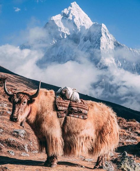 Yak and The Tall Mountain #Nepal #Travel #Leisure #Holidays #TrekkinginNepal #StunningNepal Nepal Fashion, Nepal Culture, Travel Nepal, Nepal Travel, Destination Voyage, Bhutan, Mongolia, Food Culture, 귀여운 동물