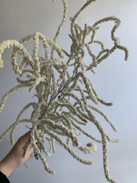 White Amaranthus, Flower Identification, Flower Games, Long Stem Flowers, Pastel Wedding Flowers, Aisle Flowers, Boquette Flowers, Blush Flowers, Flower Therapy