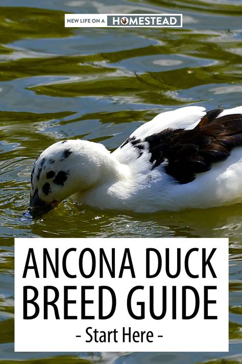 Ancona Ducks, Sebastopol Geese, Keeping Ducks, Backyard Ducks, Duck Breeds, Duck Coop, Male Vs Female, Barn Animals, Raising Backyard Chickens