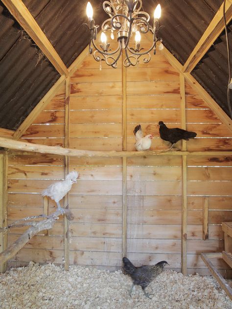 How neat is this ! A Chandelier and branches for roosts. Coop Interior, Chicken Perches, Chicken Roost, Chicken Coop Decor, Chicken Coup, Fancy Chickens, Coop Design, Best Chicken Coop, Chicken Coop Designs