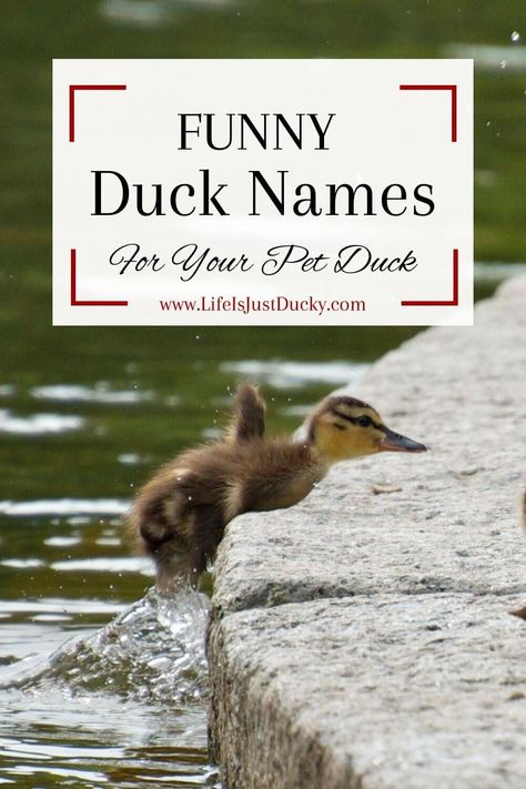 Duck Coop Names, Cute Names For Ducks, Duck Names Ideas, Funny Duck Names, Duck Raising, Duck Puns, Stuffed Animal Names, Rouen Duck, Call Ducks