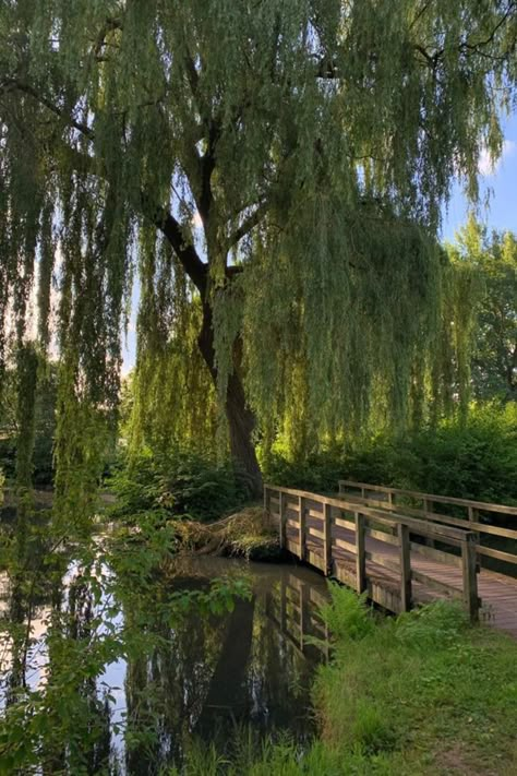 House With Willow Tree, Country List, Weeping Willow Tree, Aesthetic Forest, Meditation Garden, Green Country, Weeping Willow, Countries In The World, Pretty Landscapes