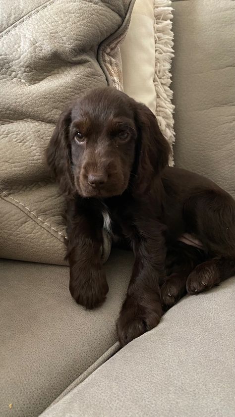 Arent puppies the beat investment? #dogs #puppy #puppylove #cutedog #cuteness #cockerspaniel Chocolate Cocker Spaniel, Very Cute Dogs, English Cocker, English Cocker Spaniel, Dogs Puppy, Cocker Spaniel, Spaniel, Puppy Love, Dog Breeds