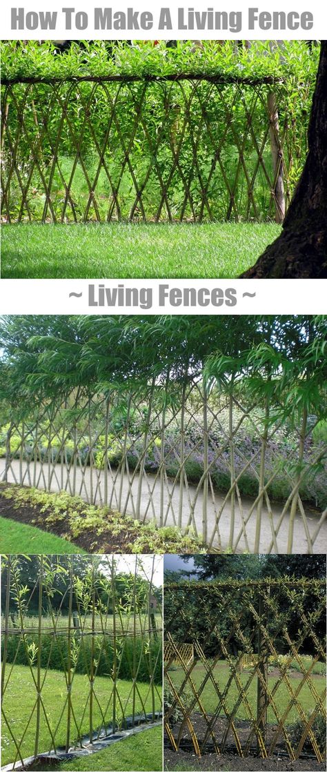 Living Fences - How To Make A Living Fence For Your Garden... | http://www.ecosnippets.com/diy/how-to-make-a-living-fence/ Living Willow Fence, Living Fences, Willow Fence, Living Willow, Living Fence, Plants Growing, Garden Fencing, Garden Structures, Garden Fence