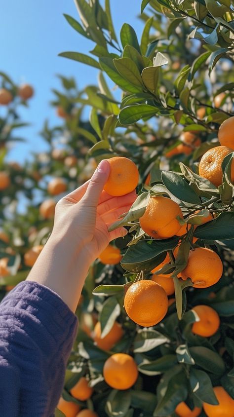 Picking Fresh Oranges: A hand reaches out to pluck a ripe orange from the lush branches on a sunny day. #oranges #hand #tree #fruit #picking #aiart #aiphoto #stockcake ⬇️ Download and 📝 Prompt 👉 https://stockcake.com/i/picking-fresh-oranges_275526_55112 Apple Picking Season, Fruit Picking, Fresh Orange, Citrus Trees, Juicy Fruit, Orange Tree, Orange Fruit, Lemon Tree, Apple Picking