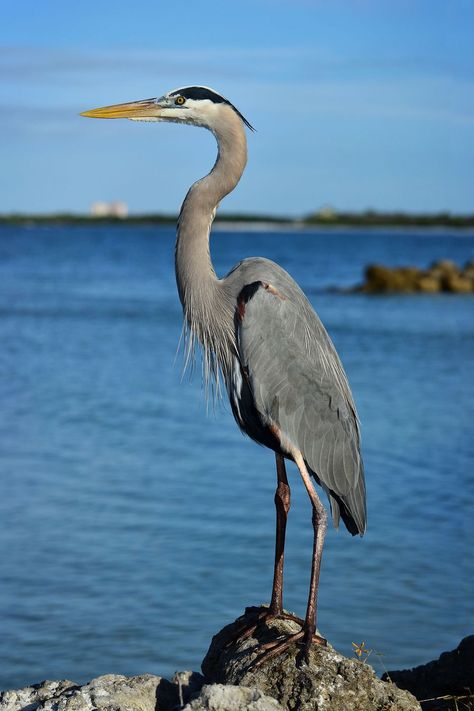 Herons as Spiritual Messengers Blue Heron Photography, Ocean Birds, Herron Bird, Great Blue Heron Photography, Blue Heron Sketch, Great Blue Heron Drawing, Blue Heron Drawing, Herron Tattoo, Heron Bird