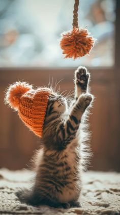 Kitten Photography Ideas, Kitten Photoshoot Ideas, Cat Photoshoot Ideas, Kitten Photoshoot, Cat Reaching, Kitten Photography, Kitten Playing, Flower Cute, Kitten Photos