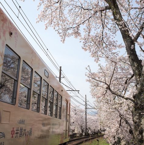 Coquette Landscape, Japanese Vibes Aesthetic, Japanese Coquette, Vibes Coquette, Pretty Scenery, Coquette Icon, Types Of Aesthetics, Japan Aesthetic, Aesthetic Coquette