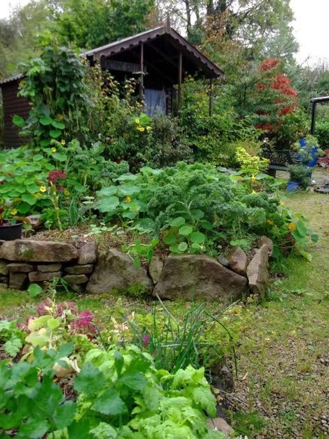 Bealtaine Cottage, Permaculture Garden, Irish Cottage, Potager Garden, Permaculture Gardening, Cottage Life, Veg Garden, Forest Garden, Food Garden