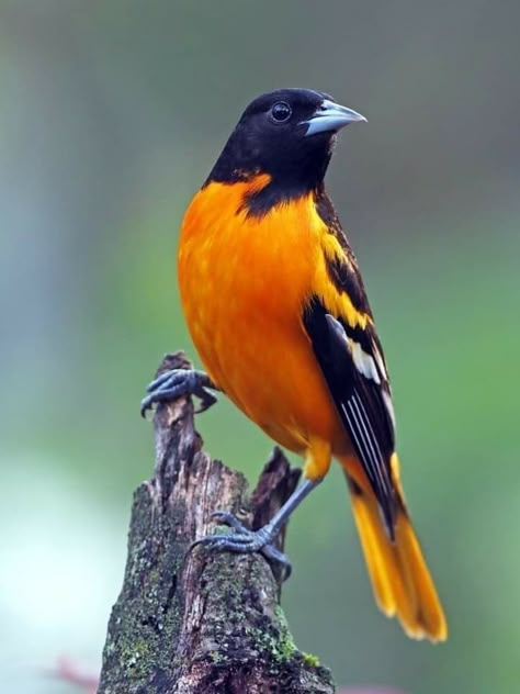 Baltimore Orioles Birds, Oriole Bird, Birds Photography Nature, Baltimore Oriole, Rare Birds, Nature Birds, Backyard Birds, Bird Pictures, Exotic Birds