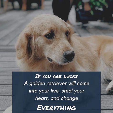 Golden Retrievers are not only will make you laugh with a funny joke, it turns out they could be wise and could give you some advice Golden Retriever Quotes Funny, Golden Retriever Quotes, Golden Quotes, Golden Retriever Funny, Be Wise, 10 Funniest, Best Dog Breeds, Dogs Golden Retriever, Golden Retrievers