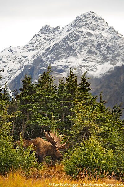 Fotos de alce, Chugach State Park, Alaska                                                                                                                                                                                 Más Alaska Nature, Moose Pictures, Bull Moose, Image Nature, Mule Deer, Manx, Alaska Travel, Mountain Range, Aruba