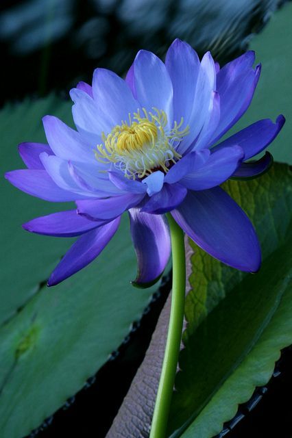 Blue Flowers Add Style and Color to any Garden ............................ Delphinium aka Butterfly Blue – Bright blue delicate flowers adorn a plant that blooms in early to mid summer. Lotus Flower Pictures, Lotus Flower Art, Blue Lotus Flower, Lily Lotus, Blue Lotus, Garden Pictures, Lotus Flowers, Botanical Painting, Beautiful Flowers Pictures