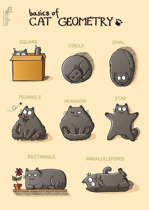 Cat Comics, Types Of Cats, Cat Facts, Cat Quotes, Amazing Animals, Cat Care, Cats Meow, Cat Drawing, Cartoon Cat