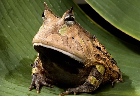 THE AMAZON RAIN FOREST: THE AMAZON Different Types Of Frogs, Rainforest Facts, Types Of Frogs, Horned Frog, Pacman Frog, Frog Wallpaper, Rainforest Animals, Animal Categories, Horned Frogs