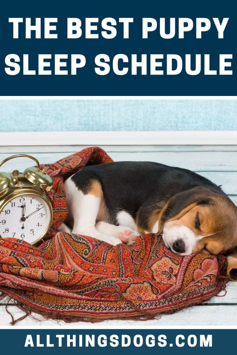 For a large part of your puppy’s life; they will only be awake for between four to six hours a day. Thus you should keep your puppy sleep schedule in mind when planning their training and socializing. Read on to learn more.  #puppysleep #howmuchdopuppiessleep #puppysleepschedule 3 Month Old Puppy Schedule, Puppy Sleep Schedule, Puppy Schedule 12 Weeks, Sleep Calculator, Labrador Training, Puppy Schedule, Beagle Dogs, Free Puppies, Dog Anatomy