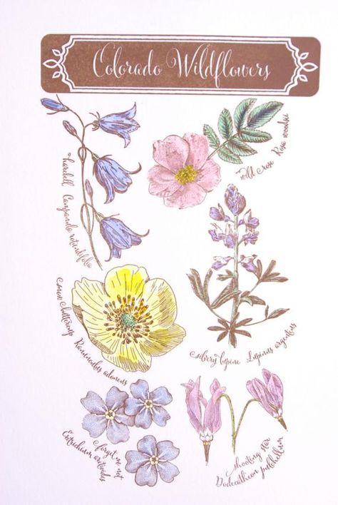 Colorado Wildflower Letterpress Print, Hand Painted Watercolor Art Silvery Lupine, Colorado Flowers, Be Brave Tattoo, Flower Tat, Colorado Wildflowers, Denver Travel, Wildflower Art, Wildflower Tattoo, Funny Travel