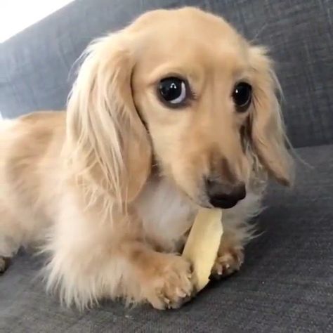 Blonde Sausage Dog, Big Puppy, Cream Dachshund, Doxie Puppies, English Cream, Big Puppies, Dream Dog, Funny Animal Photos, Weenie Dogs