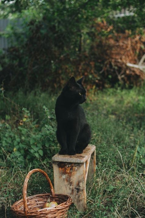 Cottage Core Witch Aesthetic, Katt Grejer, Art Amour, Autumn Witch, Photography Black And White, My Animal, Witch Cat, Cat Photography, Witch Aesthetic