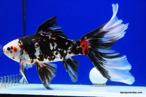 Goldfish - Beautiful Chinese Shubunkin from Dandy Orandas Shubunkin Goldfish, Common Goldfish, Comet Goldfish, Aquarium Filters, Fantail Goldfish, Goldfish Aquarium, Goldfish Pond, Aquaponics Fish, Submersible Led Lights