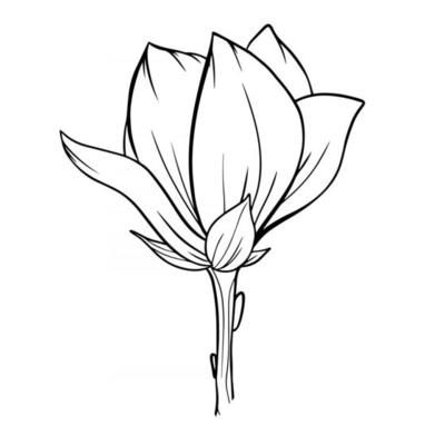 Magnolia Flower Outline Magnolia LIne Art Line Drawing vector Daisy Flower Outline, Daisy Line Art, Embroidery Practice, Trees Drawing, Flower Stencils, Beautiful Flower Drawings, Flower Outline, Drawing Vector, Flower Sketches